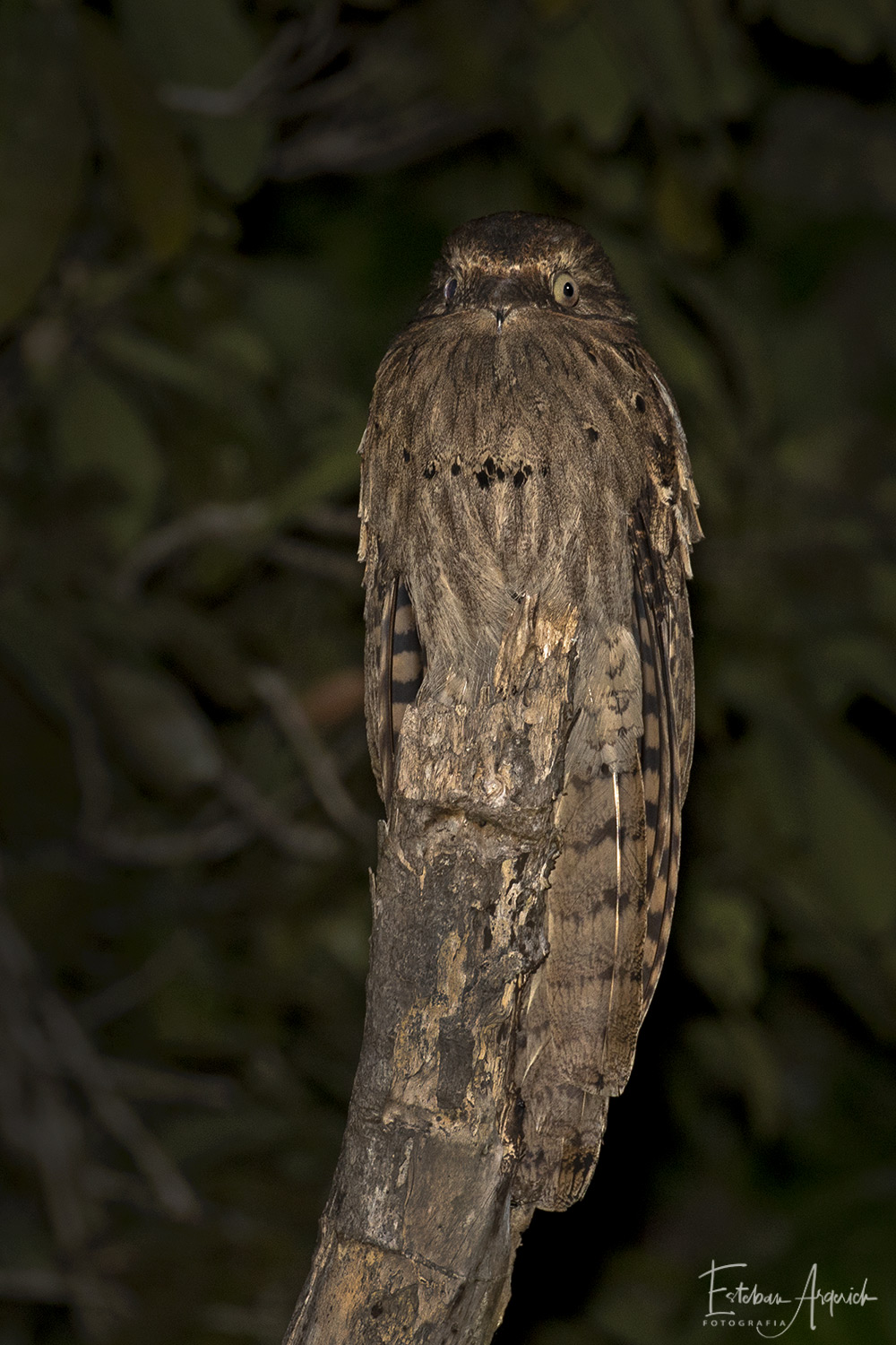 Uruta coludo - Nyctibius aethereus