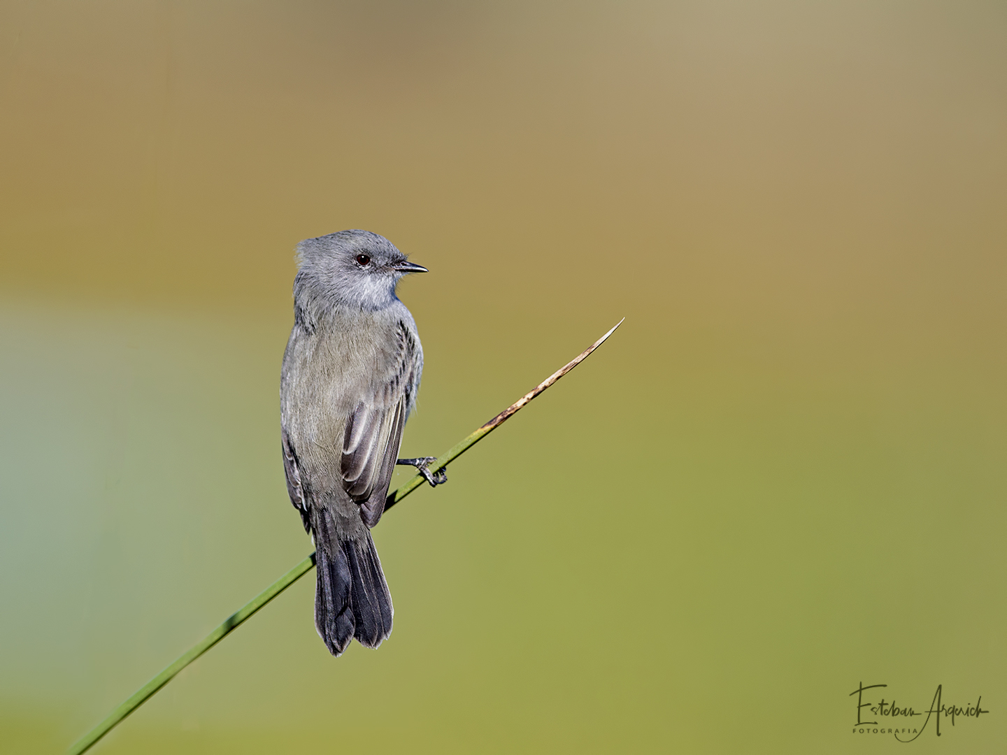 Piojito gris - Serpophaga nigricans