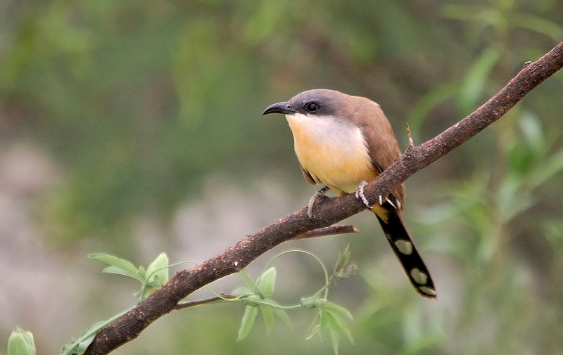 incubacion y ambiente del pajaro cuclillo