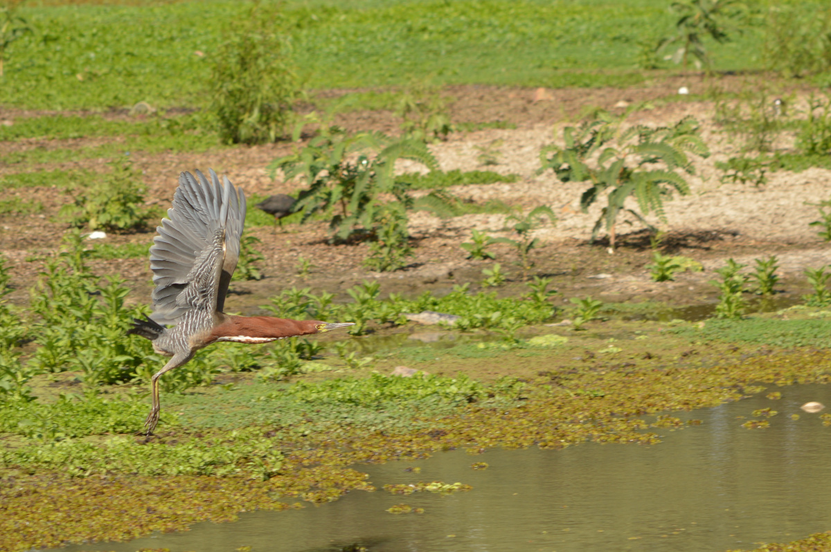 Volando