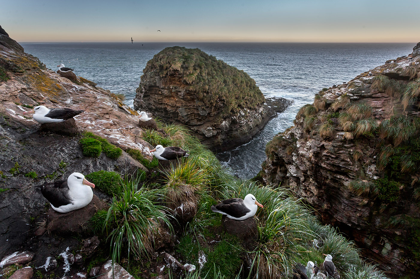 Colonia de Albatros