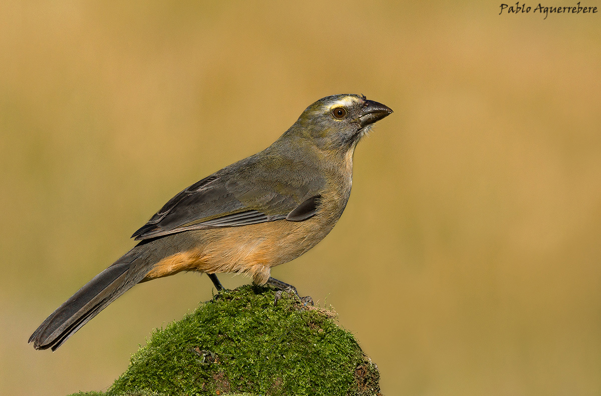 Pepitero gris