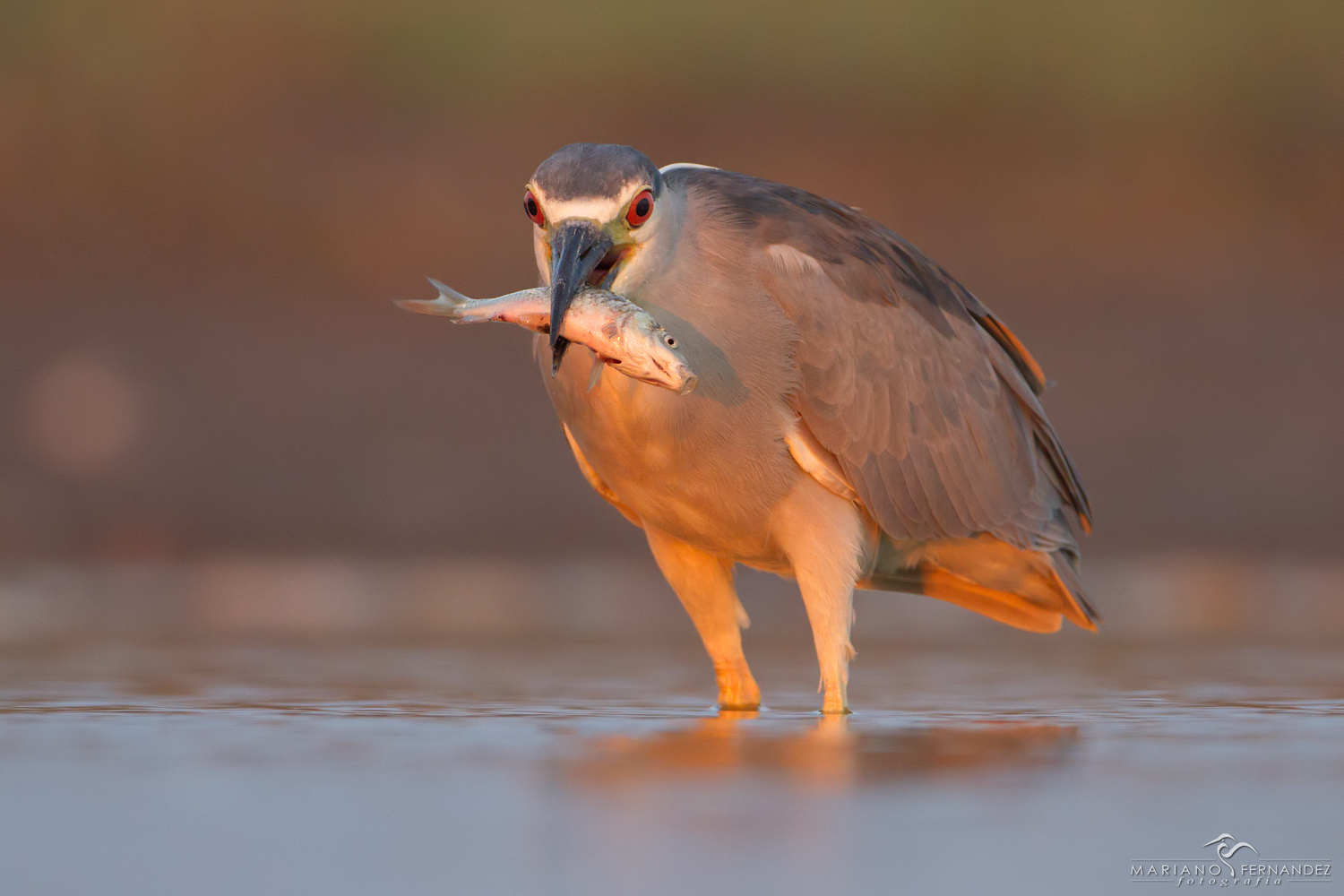 Bruja con pesca