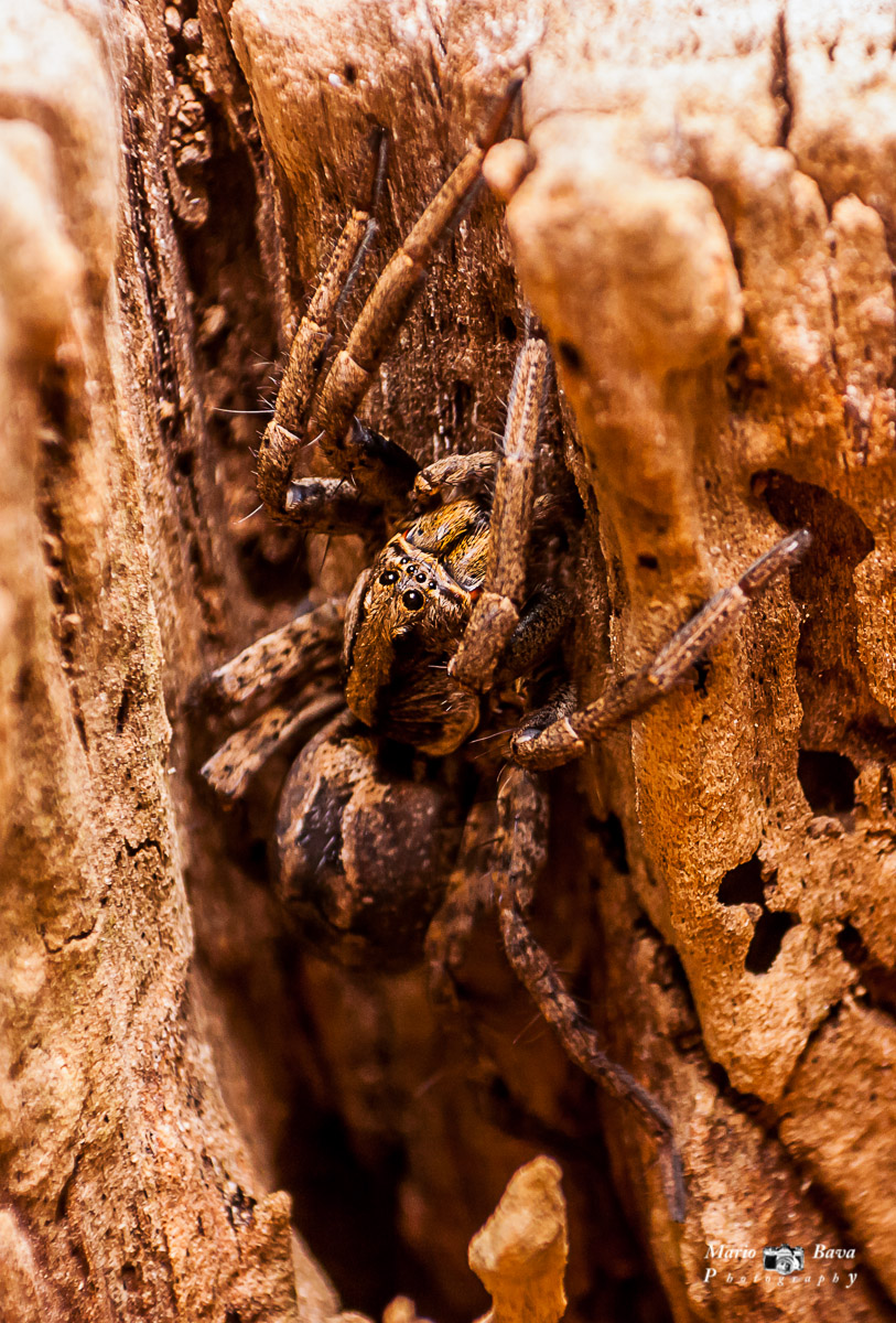 Araa Lobo - Lycos tarentula