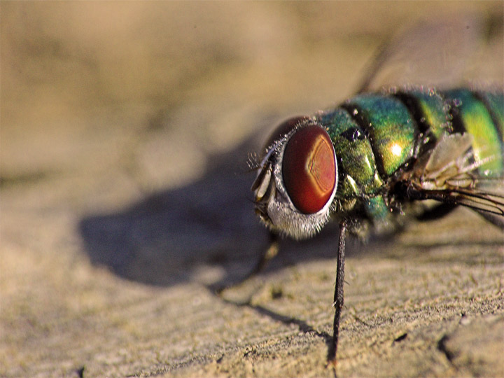 Resultado de imagen para mosca verde botella