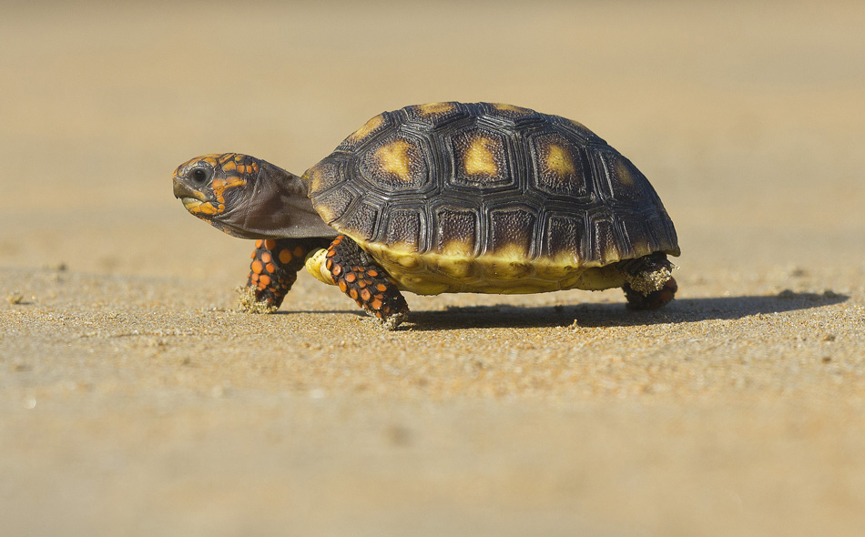 Que tipo de tortuga tengo