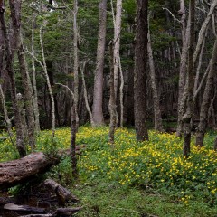 Bosque fueguino