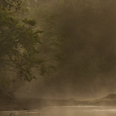 El bosque encantado