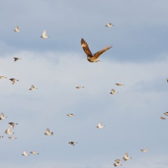 Alas en el Cielo