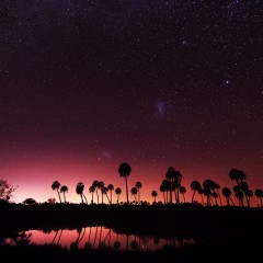 Estrellas y Palmeras