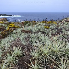Camino al mar