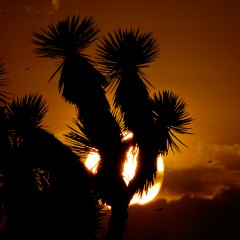 La Magia del Atardecer..