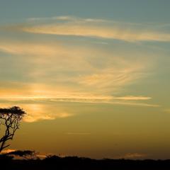 pampa africana