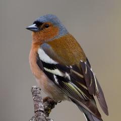 Fringilla coelebs