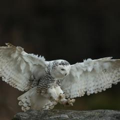 OTRA DE FINLANDIA BUHO NIVAL (NYCTEA SCANDIACA)