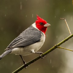 Bajo la lluvia