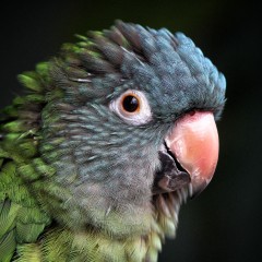 Miradas
