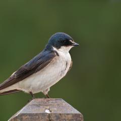 Golondrina !!!