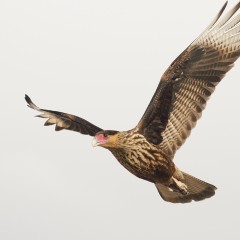El vuelo del carancho