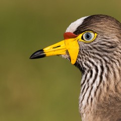 AFRICAN WATTLED LAPWING (Vanellus senegalllus)