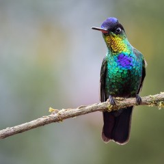 COLIBR INSIGNE (Panterpe insignis)