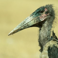 MARABU (Leptoptilos crumeniferus)