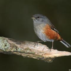 Monterita Litoralea - Poospiza laterales