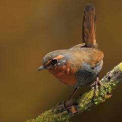 Chucao - Scelorchilus rubecula