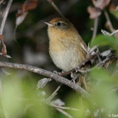 Colilarga  - Sylviorthorhynchus desmursii