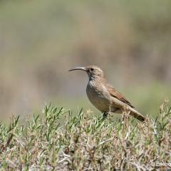 Bandurrita Comn - Upucerthia dumetaria