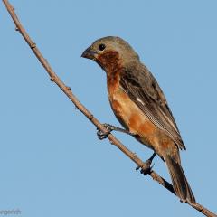 Capuchino Garganta  Caf - Sporophila  ruficolis