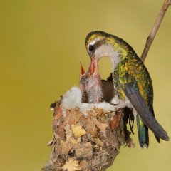 Bibern - Picaflor Comn - Chlorostilbon aureoventris