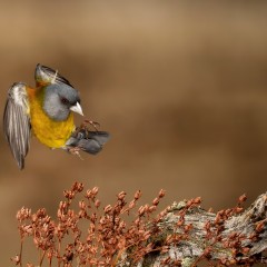 Comesebo Patagnico  Phrygilus patagonicus