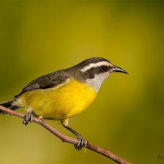 Mielero (Coereba flaveola)