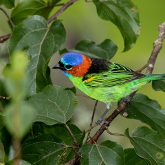 Sara militar - Tangara cyanocephala