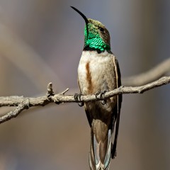 Picaflor puneo - Oreotrochilus estella