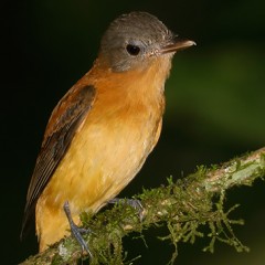 Primera en FN?  Burlisto cabeza gris - Attila phoenicurus