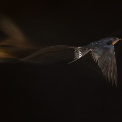 Golondrina tijerita - Hirundo rustica