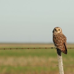 Lechuzn de campo