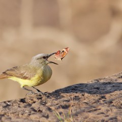 Con el pico lleno III