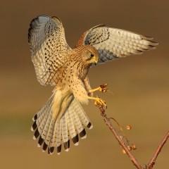 Falco Tinnunculus - Israel