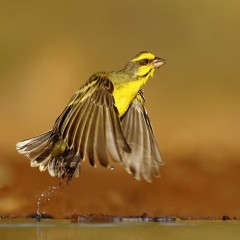 Serinus mozambicus - South Africa