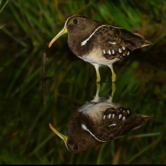 Laberinto de juncos