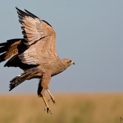 Levantar vuelo...