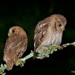 Pareja de alilicucus