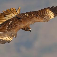 Carancho cordillerano juvenil