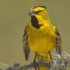 Amarillo