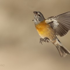 Otro vuelo