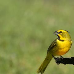 Cardenal Amarillo en San Antonio