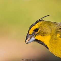 Retrato de cardenal